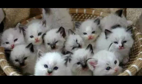 إنقاذ مئات القطط قبل تقديمها كطعام في فندق صيني