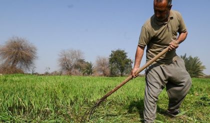 الموارد تعلن المصادقة على إقرار الخطة الزراعية للموسم الشتوي