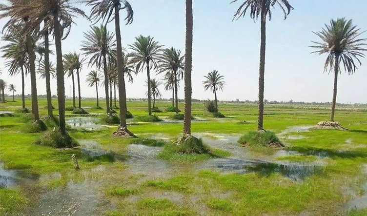 لمواجهة التصحر .. الزراعة العراقية تعلن حاجة البلاد لـ14 مليار و200 مليون شجرة