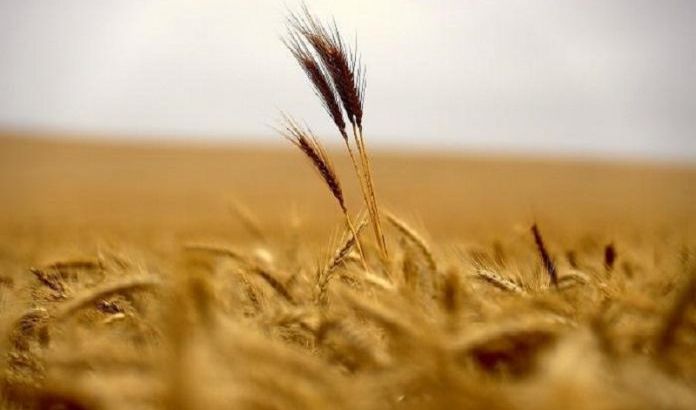 نينوى: انتاج المحافظة من الحنطة والشعير الأعلى منذ نصف قرن