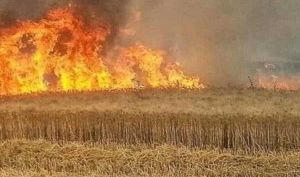 الدفاع المدني: تسجيل 210 حوادث حرق للمحاصيل والحكومة تتجه للتعويض