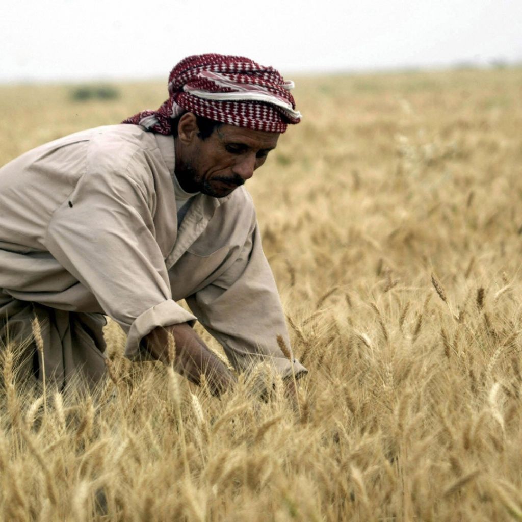 التجارة تعلن تسويق مليون و300 ألف طن من الحنطة