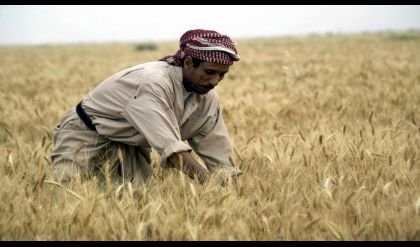 التجارة تعلن تسويق مليون و300 ألف طن من الحنطة