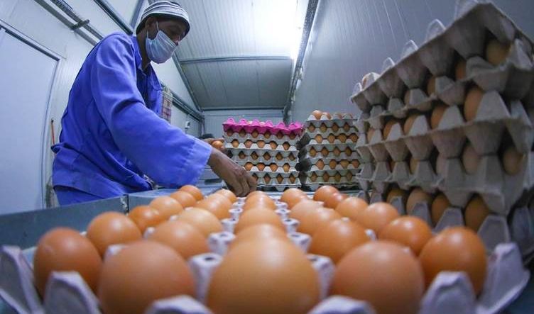 110 حقول بيض مائدة في البصرة تتكبد خسائر كبيرة جراء المستورد المغلف بكارتون عراقي