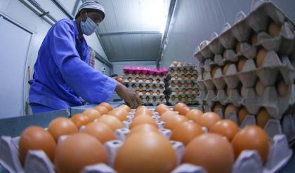 110 حقول بيض مائدة في البصرة تتكبد خسائر كبيرة جراء المستورد المغلف بكارتون عراقي