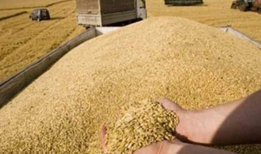  زراعة نينوى تعلن موعد استلام الحنطة من المزارعين