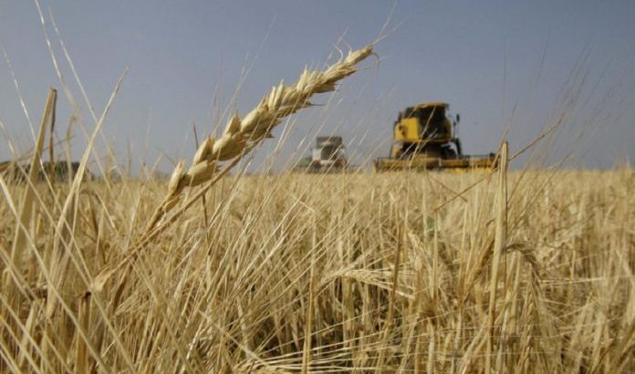 نينوى: حصاد الحنطة شارف على الانتهاء وعلى الحكومة اتخاذ خطوات عاجلة