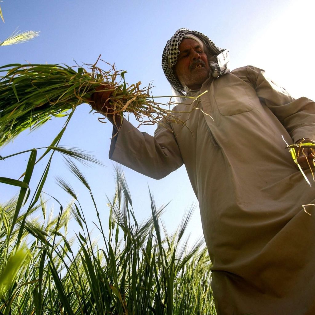 الزراعة تعلن قرب إطلاق القروض المدعومة للفلاحين