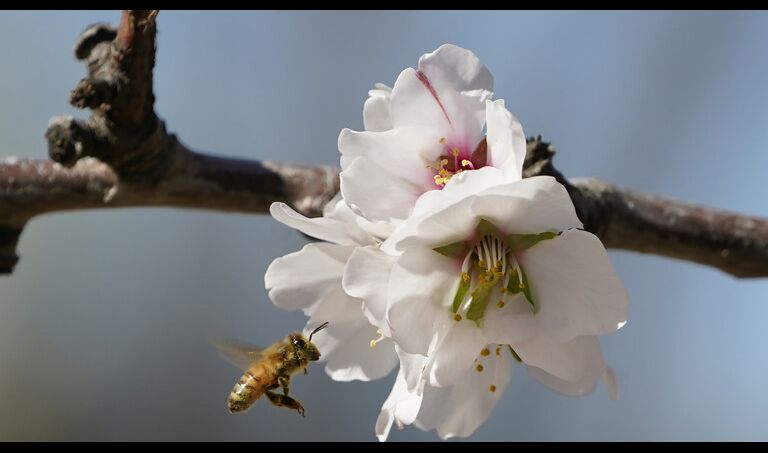 محكمة استئناف أمريكية: يمكن تصنيف النحل قانونا على أنه 