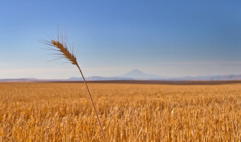 الأمم المتحدة تعلن التزامها بتسهيل صادرات الحبوب الروسية والأوكرانية