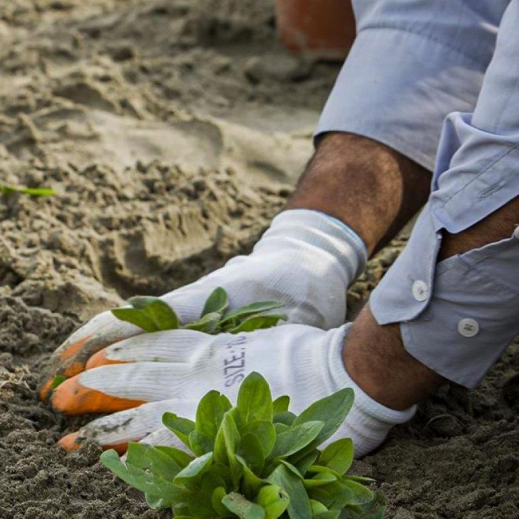 صلاح الدين: حملة كبرى لتشجير الأقضية والنواحي والمداخل الرئيسة للمحافظة