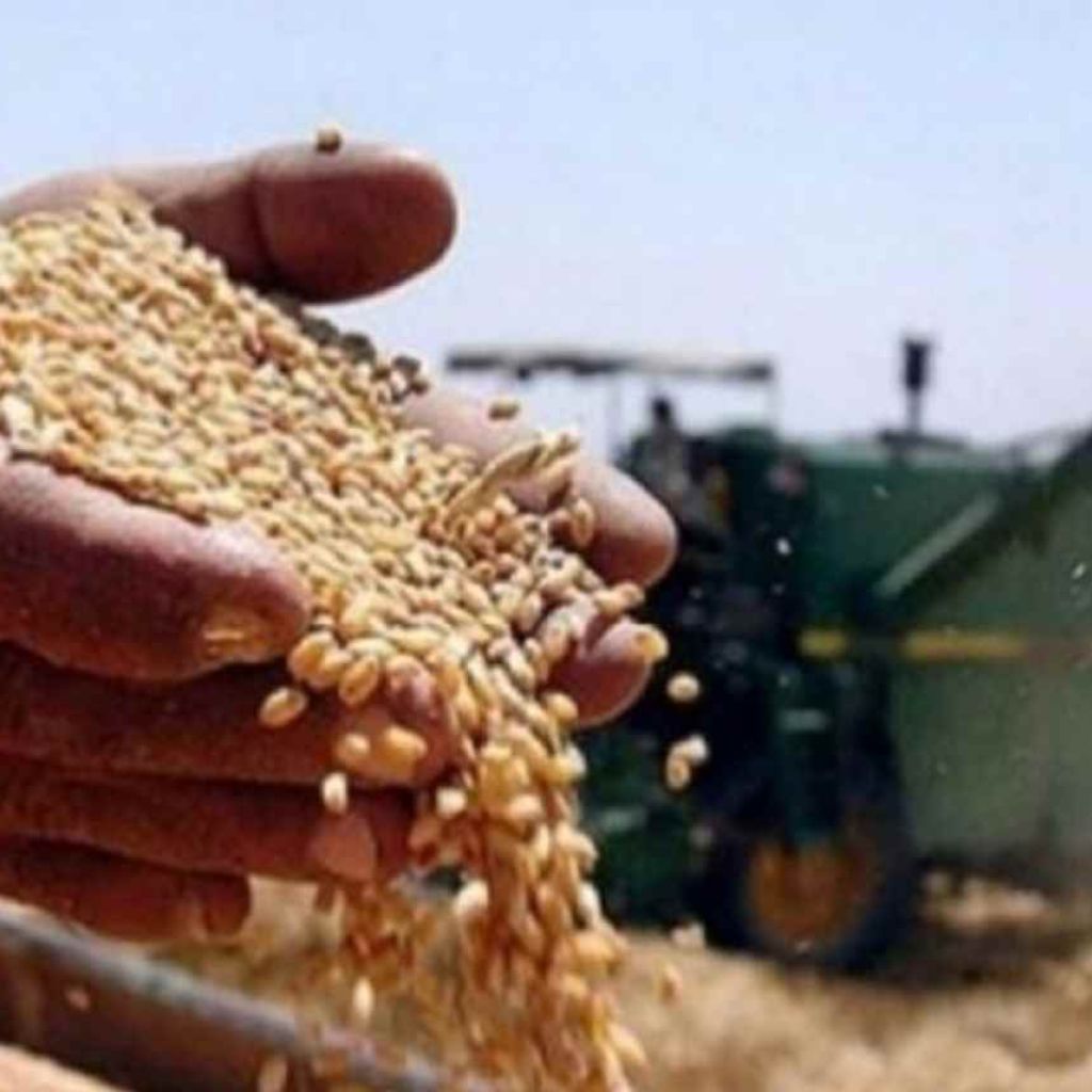 نحو 450 ألف طن.. الأنبار تعلن انطلاق موسم حصاد الحنطة