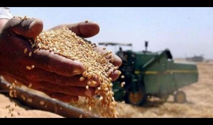 نحو 450 ألف طن.. الأنبار تعلن انطلاق موسم حصاد الحنطة