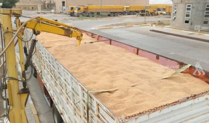 التجارة تعلن تسويق أكثر من مليون ونصف المليون طن من الحنطة حتى الآن